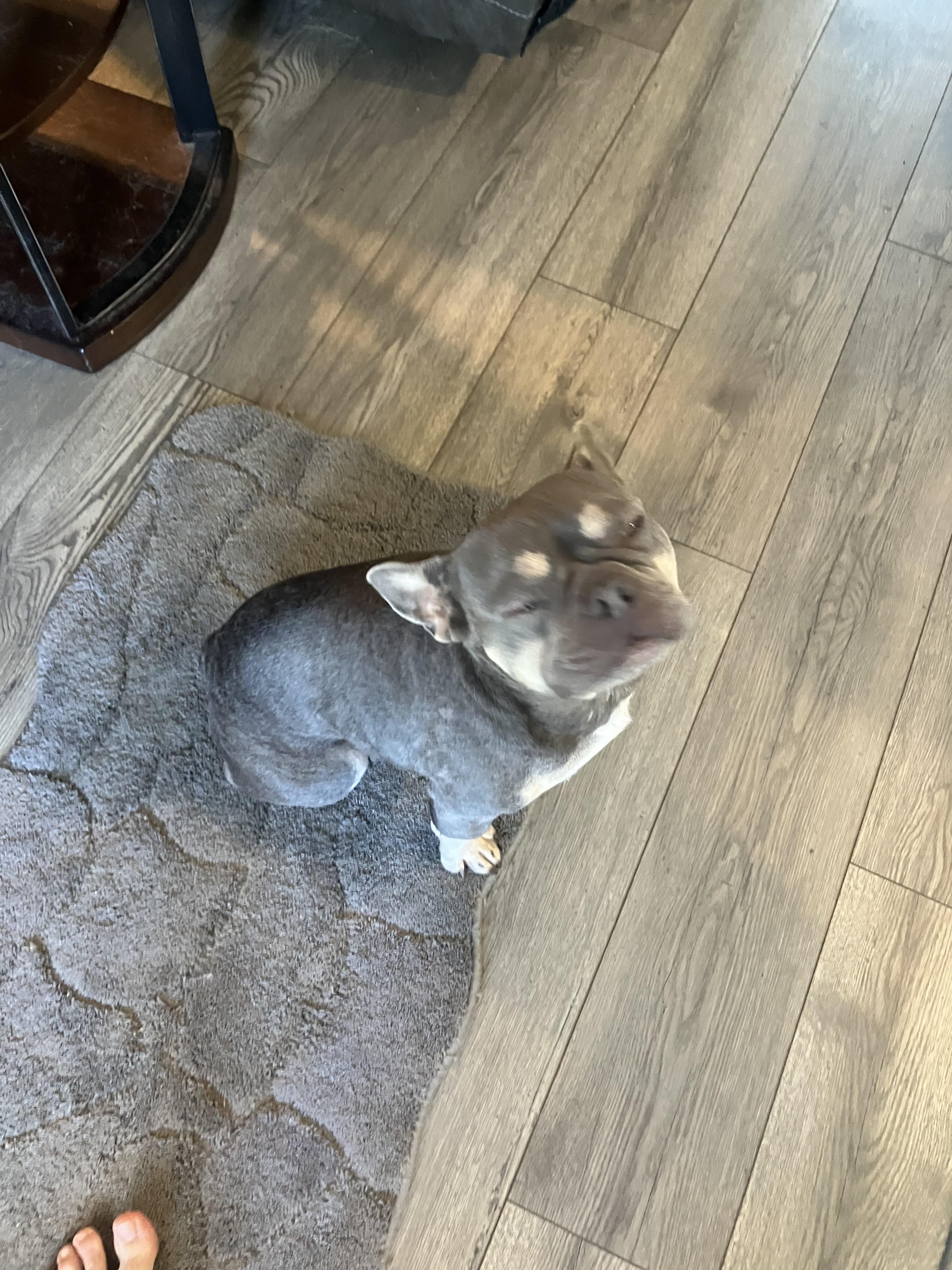 Enlarge Gus, a Adoptable French Bulldog in Savannah, GA image 6/6