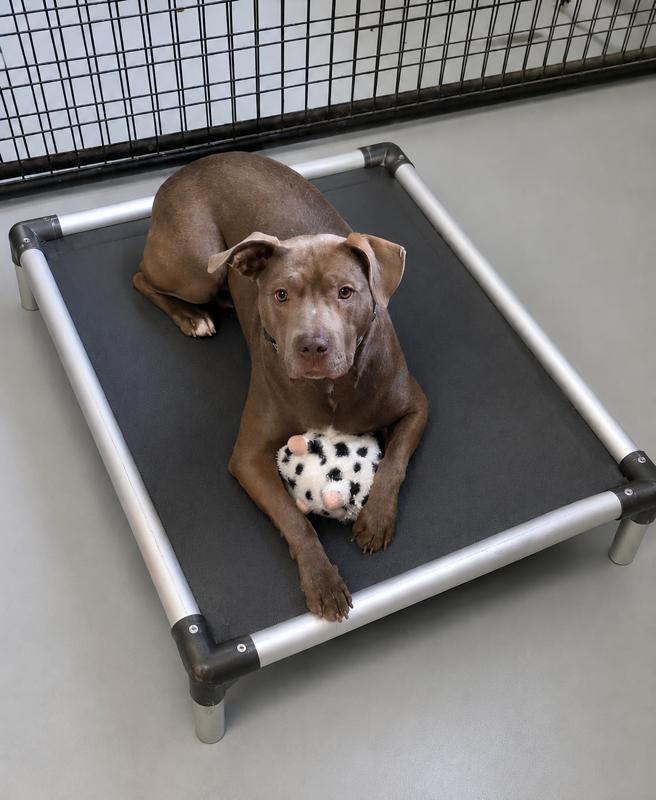 Enlarge Sydney, an adopted mixed breed in Momence, IL image 1/1
