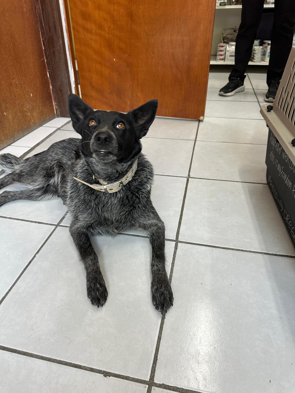 Pamela, a Adoptable mixed breed in Sherwood, OR image 2/4