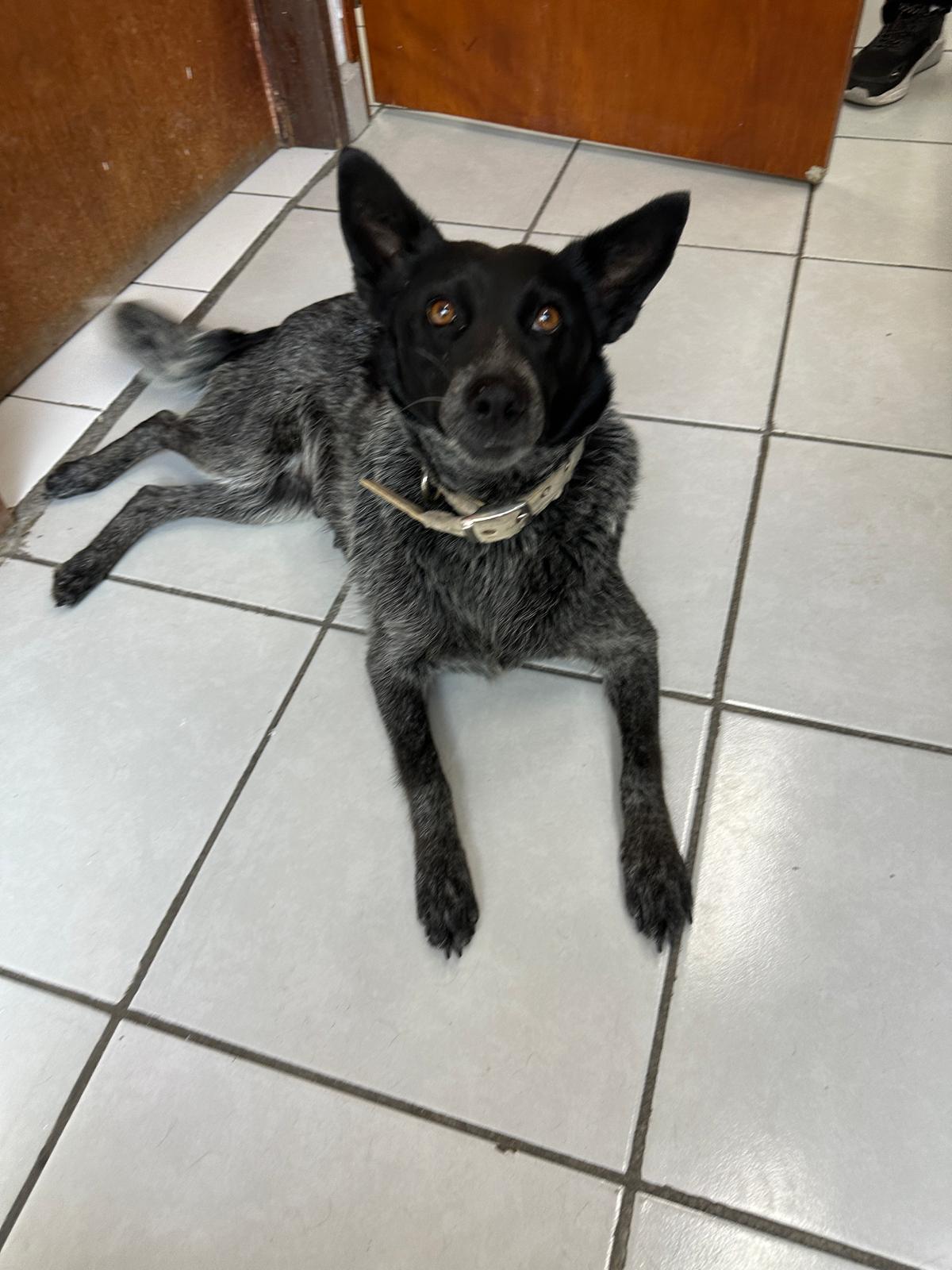 Pamela, Adoptable, Adult Female Australian Shepherd.