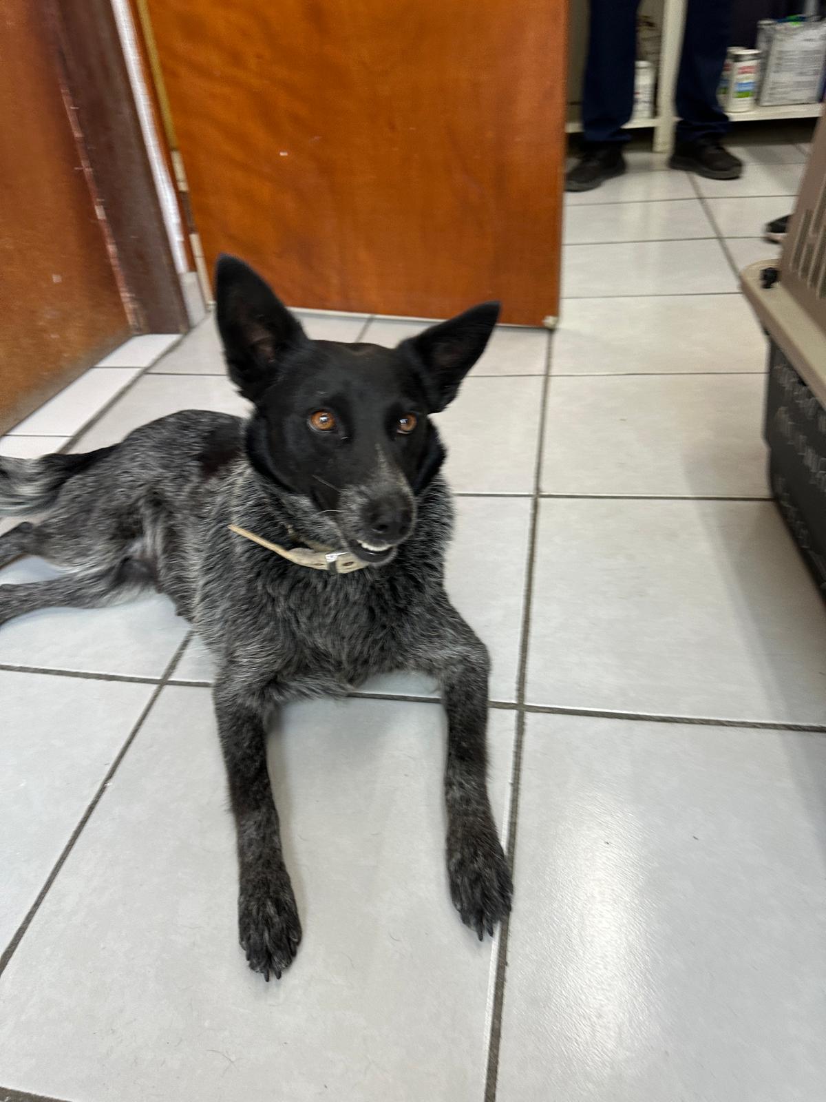 Pamela, a Adoptable mixed breed in Sherwood, OR image 3/4