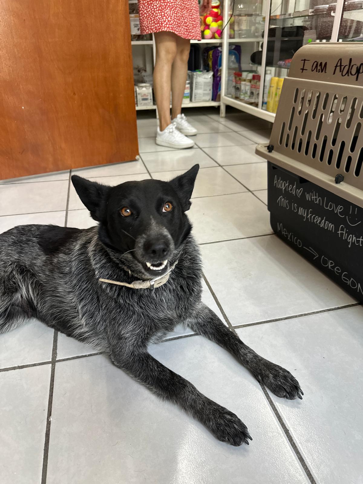 Pamela, a Adoptable mixed breed in Sherwood, OR image 4/4