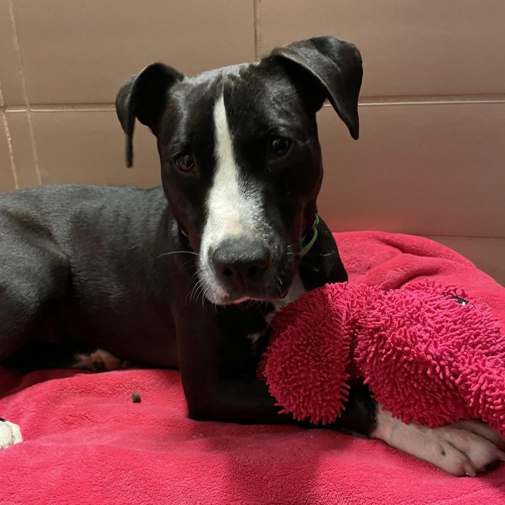 Bruno, Adoptable, Young Male Mixed Breed.