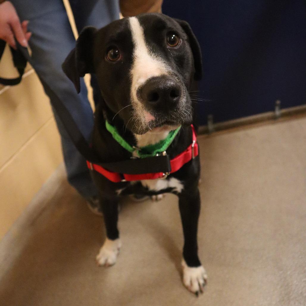Enlarge Bruno, a Adoptable Mixed Breed in Waukesha, WI image 1/4