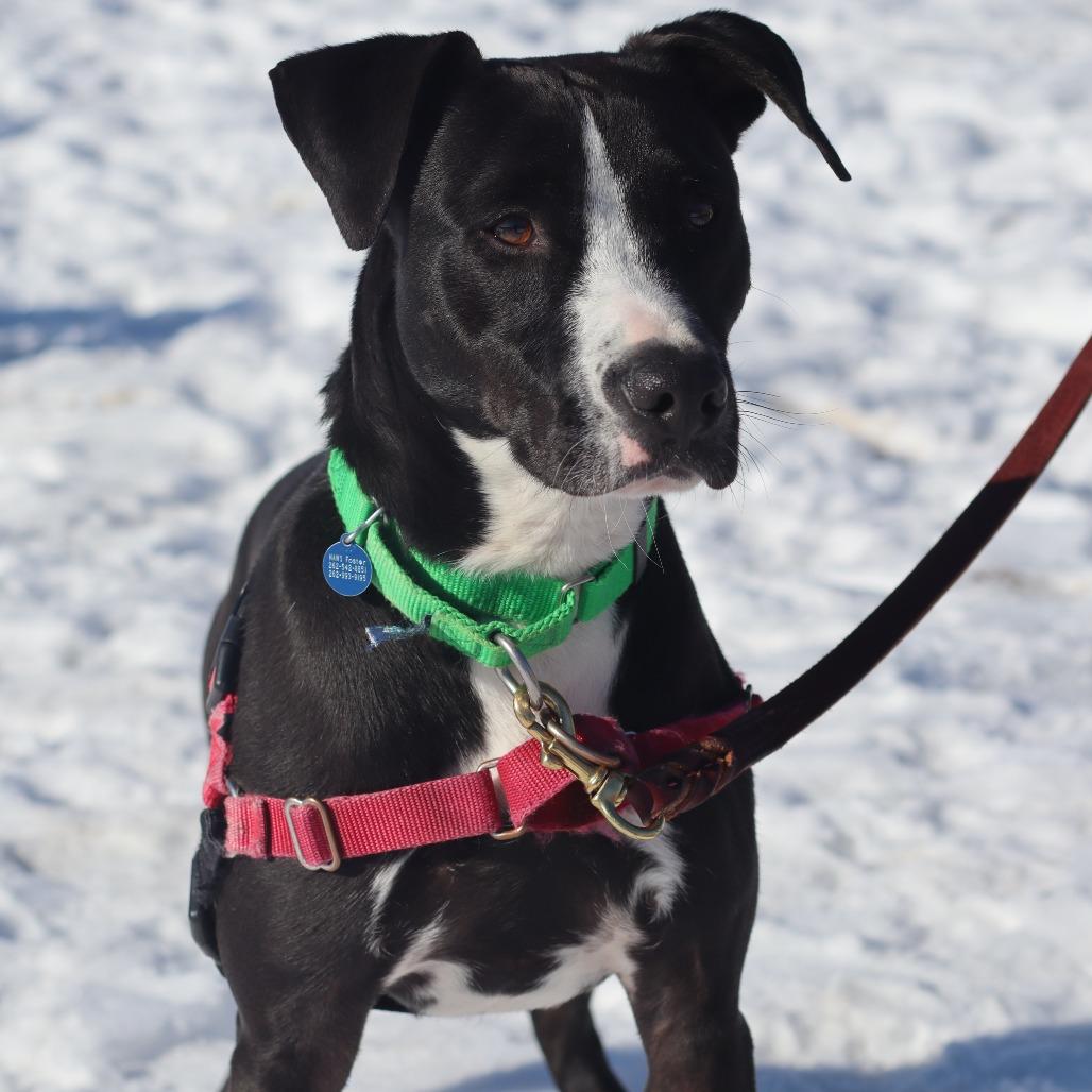 Enlarge Bruno, a Adoptable Mixed Breed in Waukesha, WI image 3/4