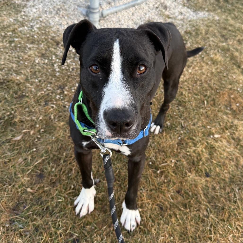 Enlarge Bruno, a Adoptable Mixed Breed in Waukesha, WI image 4/4