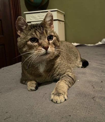 Enlarge Dexter, a Adoptable Tabby in Clarksville, IN image 1/2