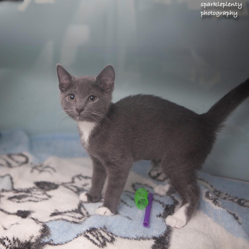 Tre, adopted, Kitten Male Domestic Short Hair.