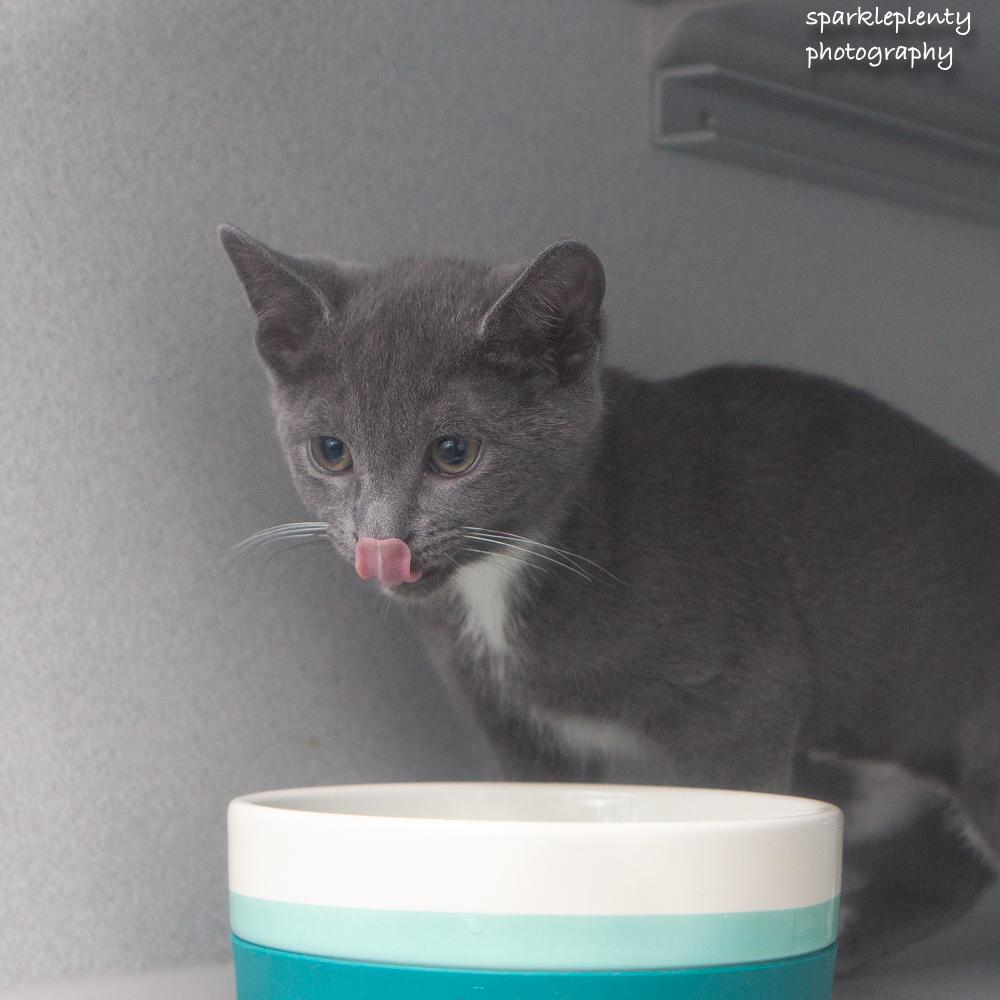 Tre, an adopted Domestic Short Hair in Ridgefield, CT image 2/2