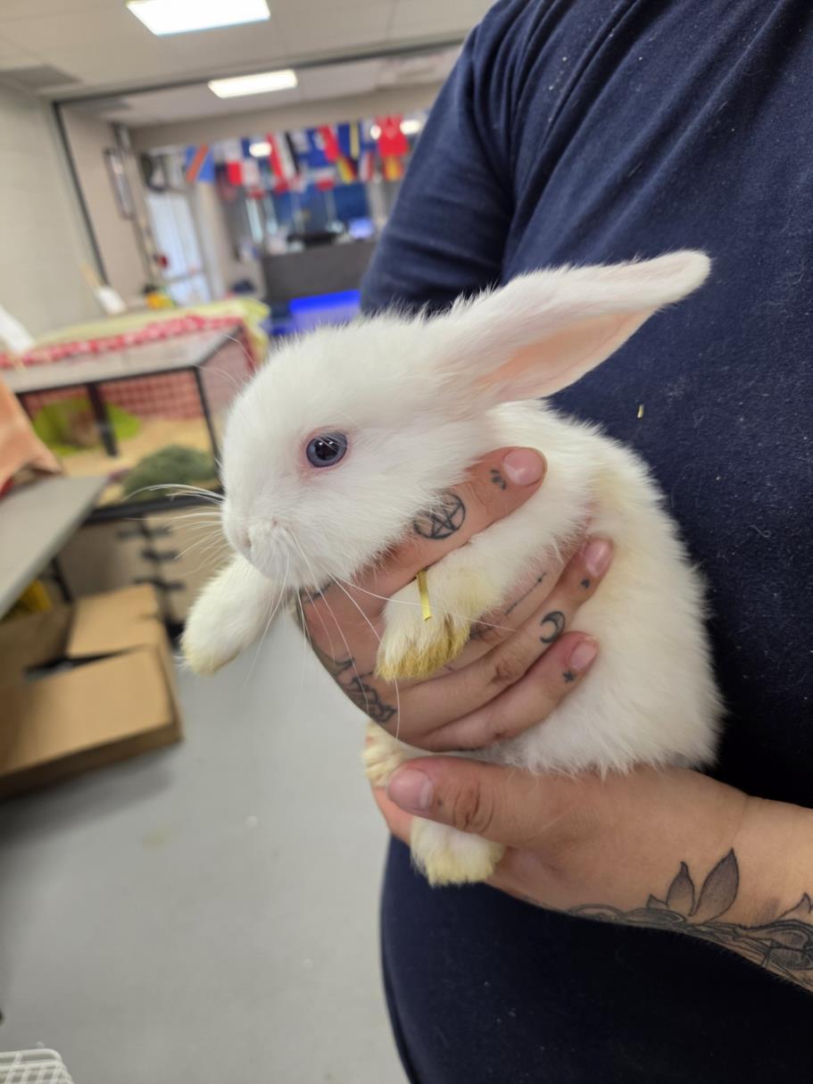 Gandolf, adoptable, Young Male Bunny Rabbit.