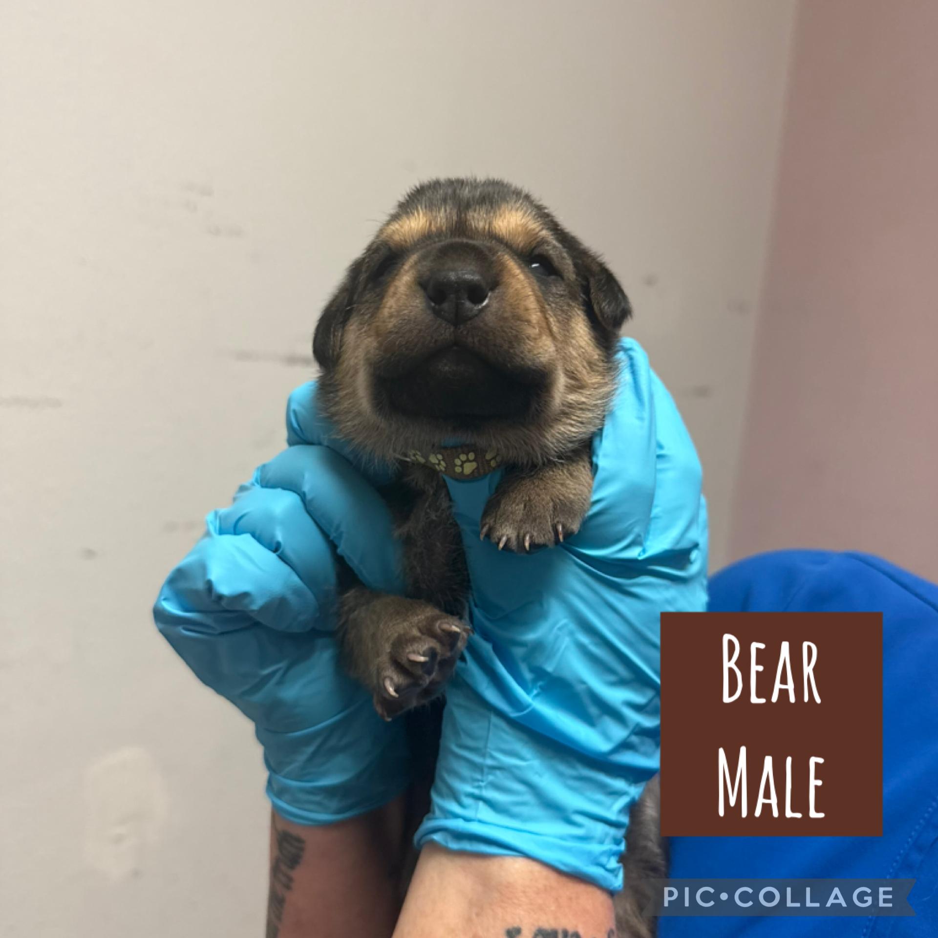 Bear — The Cutest Cub in Town Ready Dec 5th!