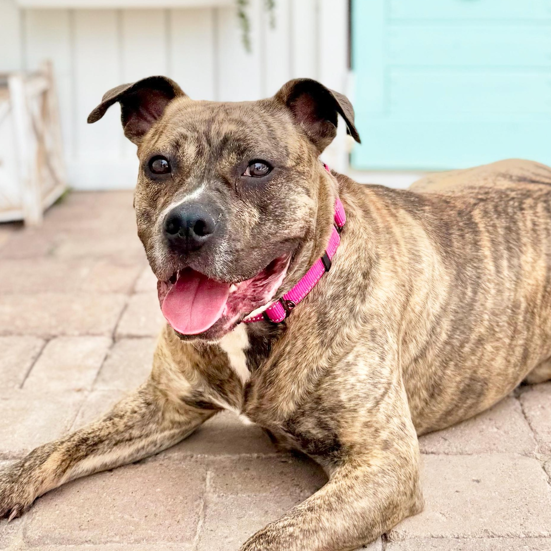 Ashley, Adoptable, Adult Female Pit Bull Terrier.