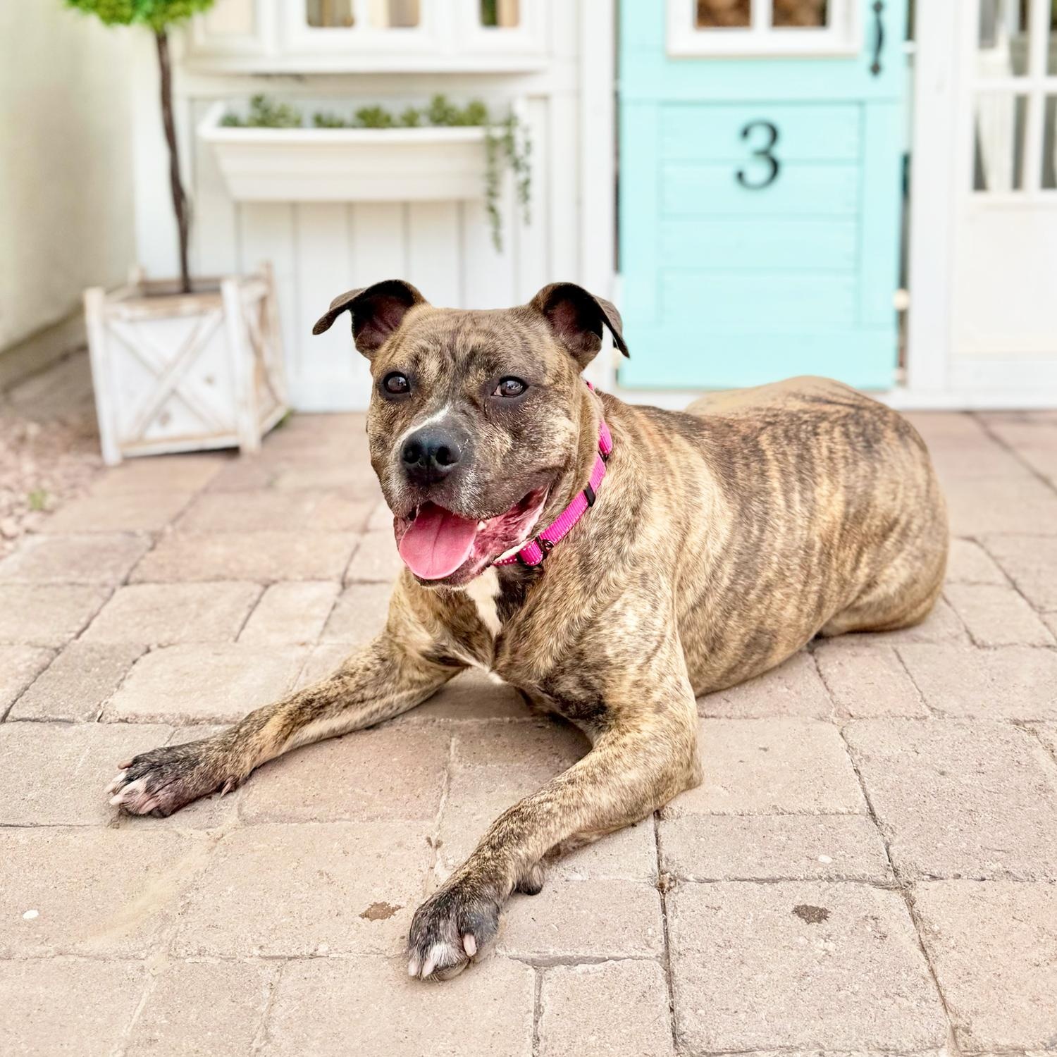 Ashley, a Adoptable Pit Bull Terrier in Scottsdale, AZ image 2/4