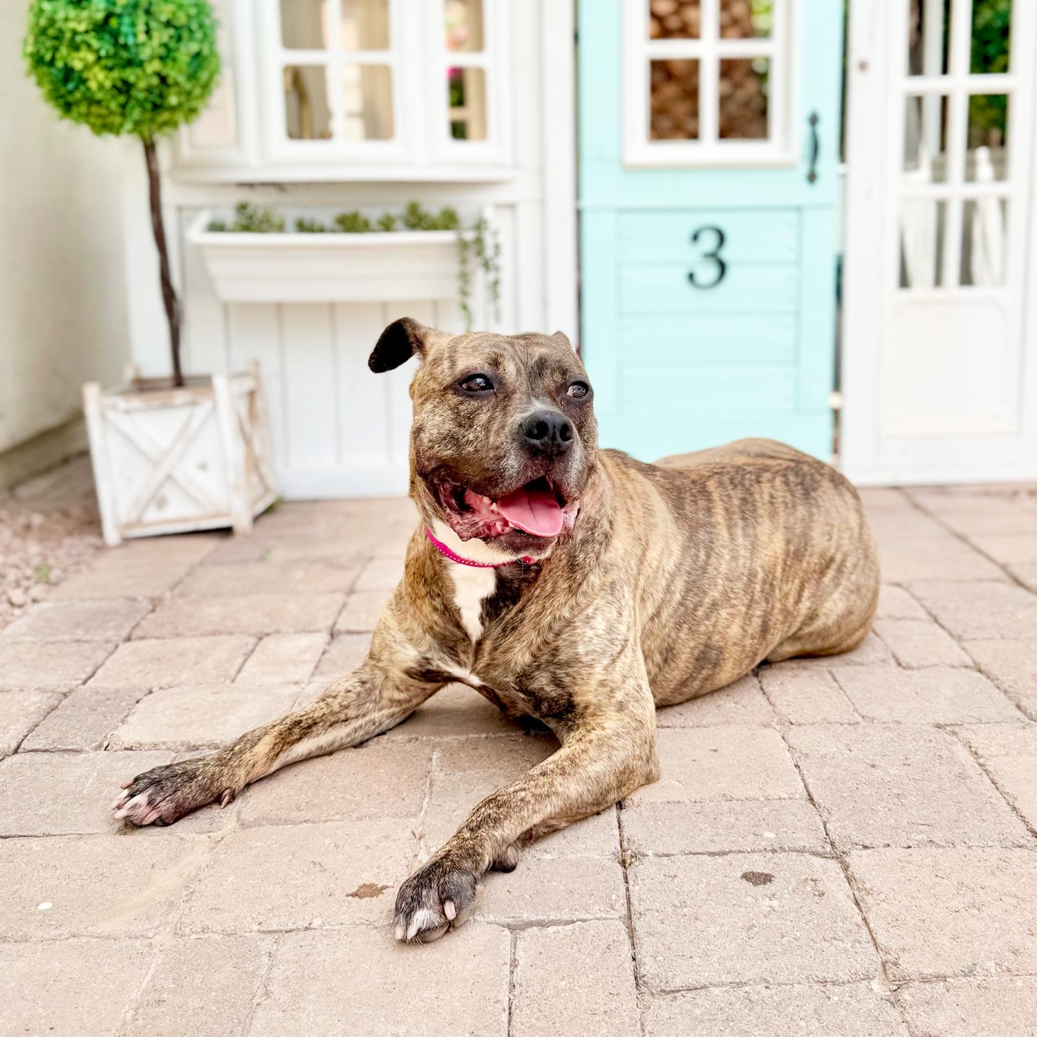 Ashley, a Adoptable Pit Bull Terrier in Scottsdale, AZ image 4/4