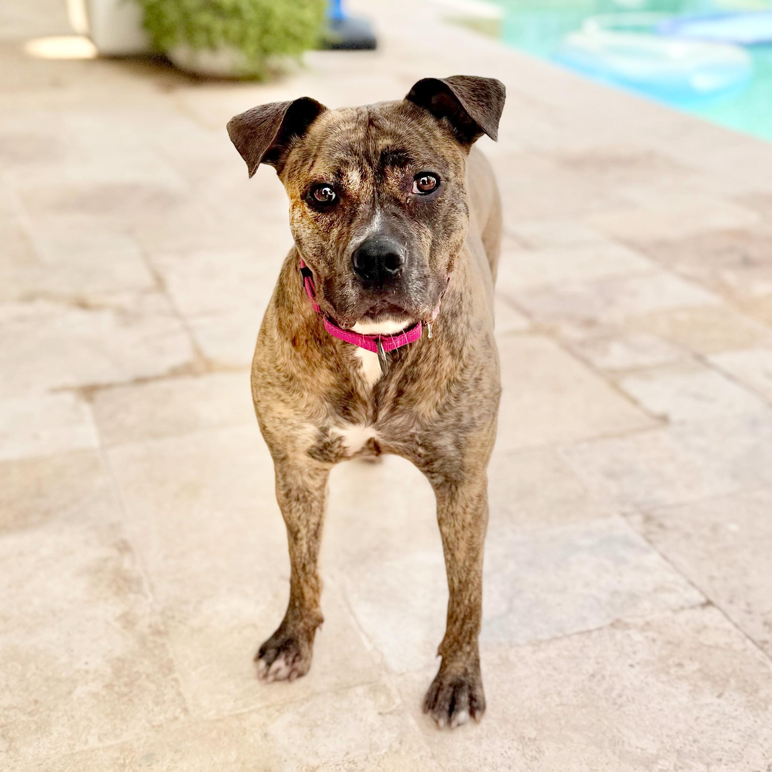 Ashley, a Adoptable Pit Bull Terrier in Scottsdale, AZ image 3/4