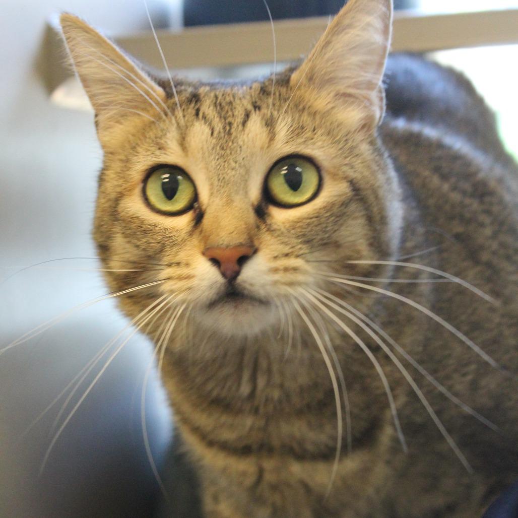 Orca, a Adoptable Domestic Short Hair in Gloucester, VA image 1/6