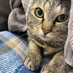 Orca, a Adoptable Domestic Short Hair in Gloucester, VA image 2/6