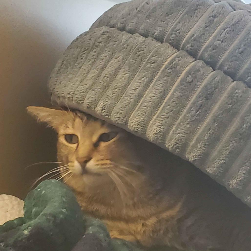 Orca, a Adoptable Domestic Short Hair in Gloucester, VA image 3/6