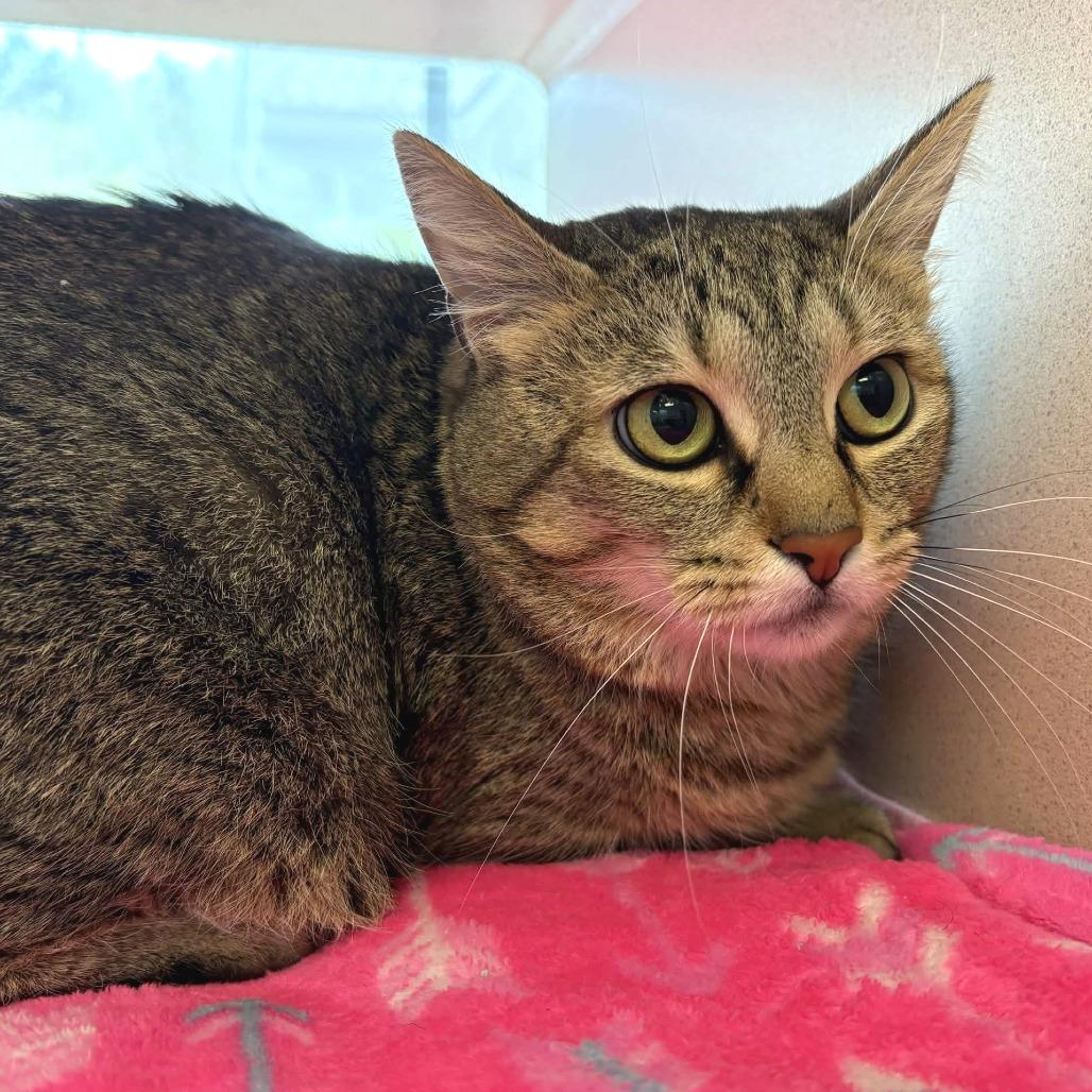 Orca, a Adoptable Domestic Short Hair in Gloucester, VA image 4/6
