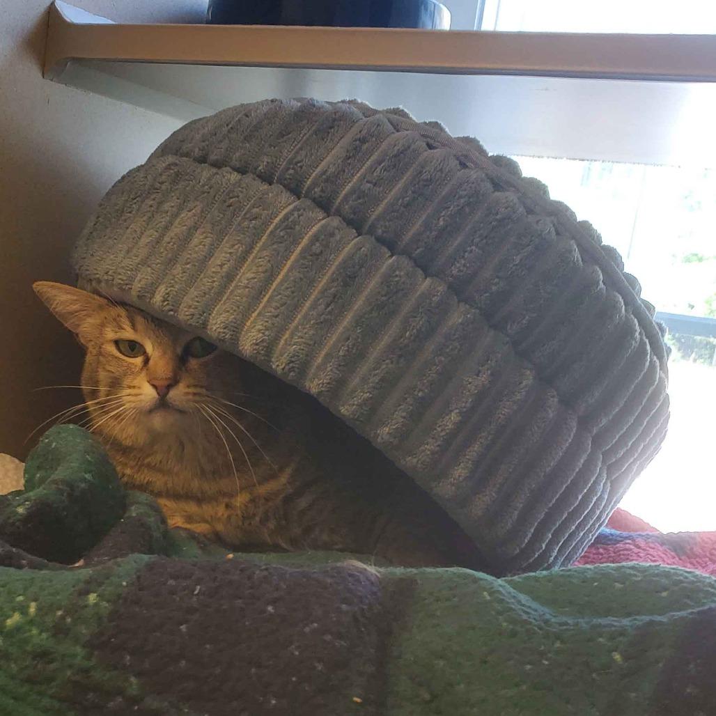 Orca, a Adoptable Domestic Short Hair in Gloucester, VA image 5/6