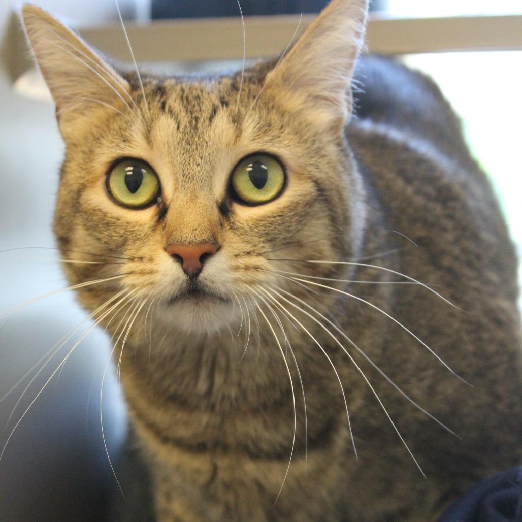 Orca, a Adoptable Domestic Short Hair in Gloucester, VA image 6/6