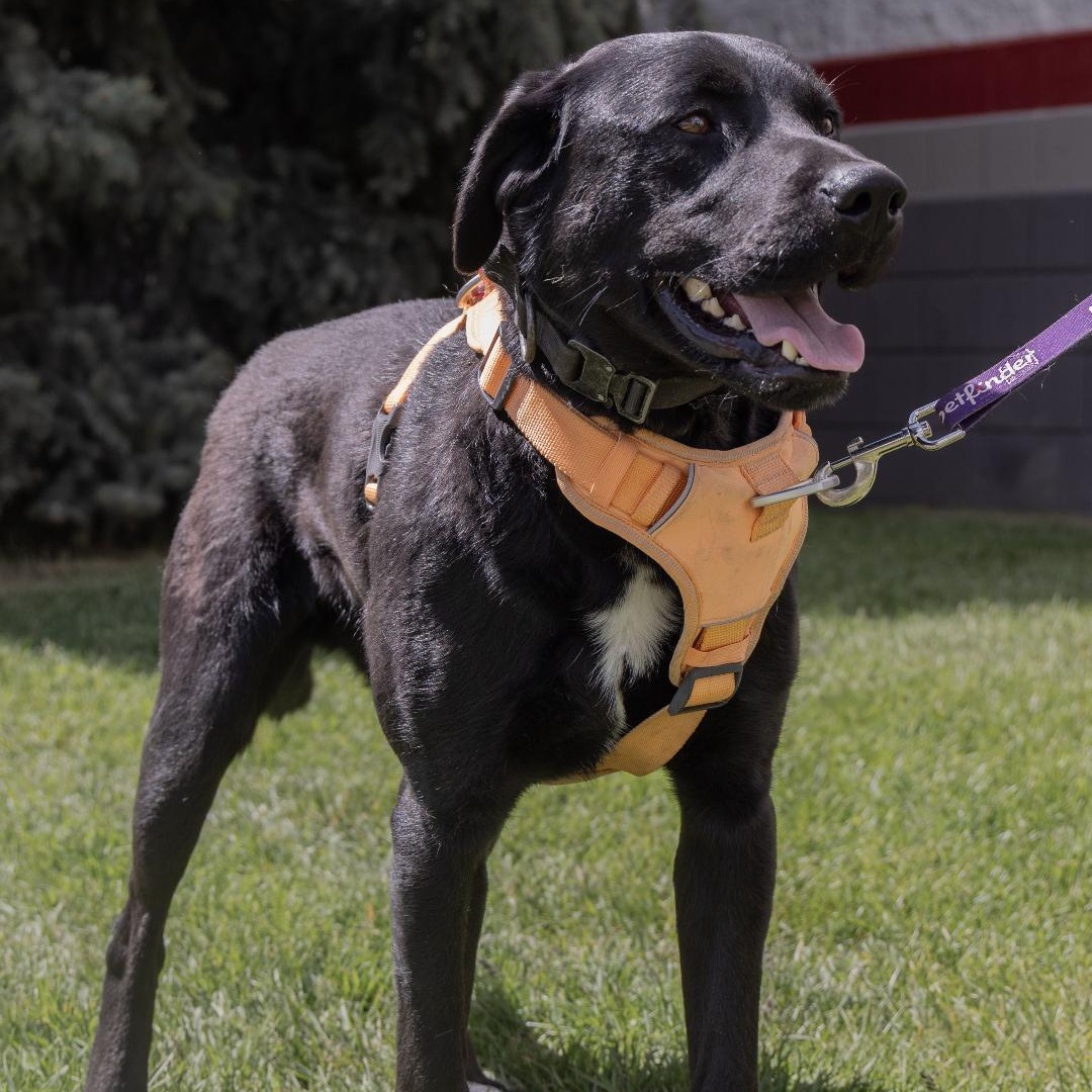 Winston, Adoptable, Adult Male Black Labrador Retriever.