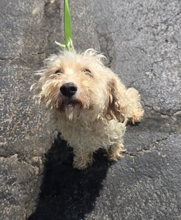 Enlarge Glow Worm, a Adoptable mixed breed in Lancaster, OH image 1/2