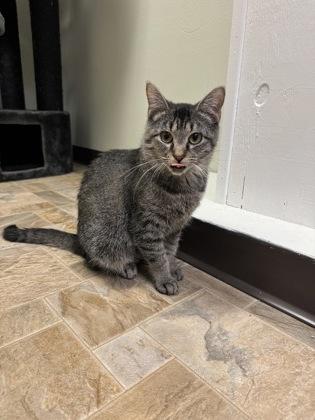 Enlarge Loretta, a ADOPTABLE Domestic Short Hair in Dodgeville, WI image 2/2