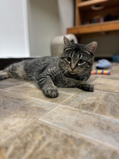 Enlarge Loretta, a ADOPTABLE Domestic Short Hair in Dodgeville, WI image 1/2