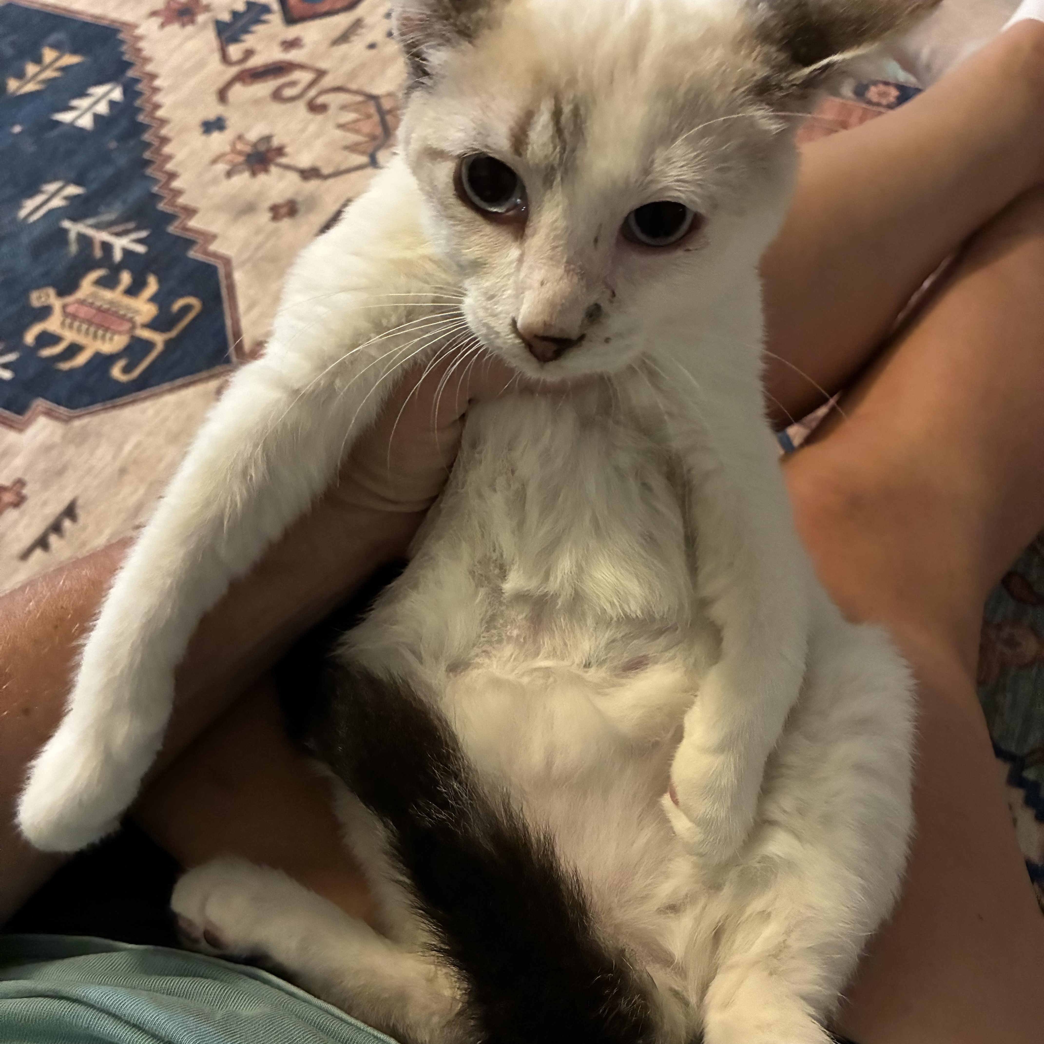 Ronan, an adopted Domestic Short Hair in Haines city, FL image 1/4