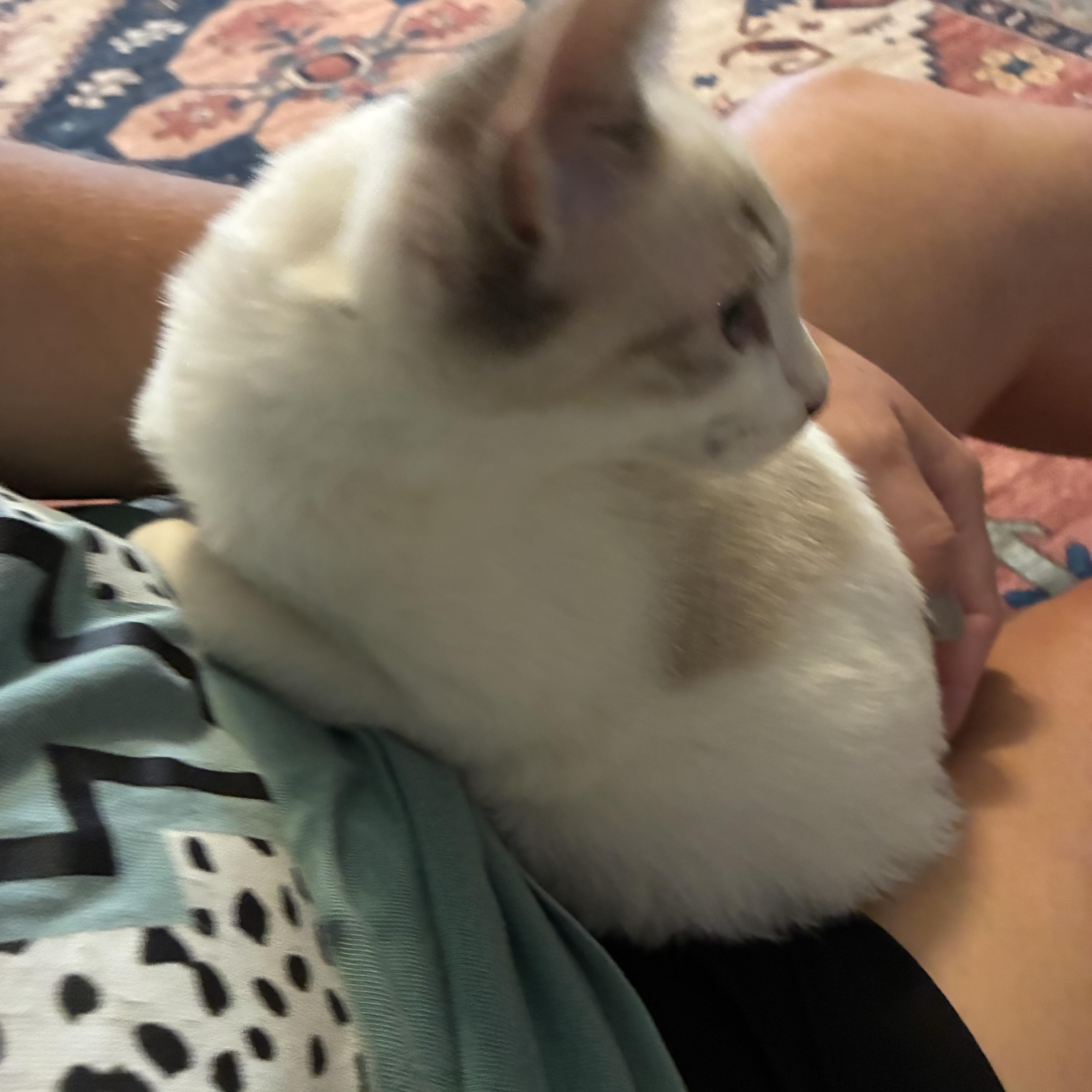 Ronan, an adopted Domestic Short Hair in Haines city, FL image 2/4