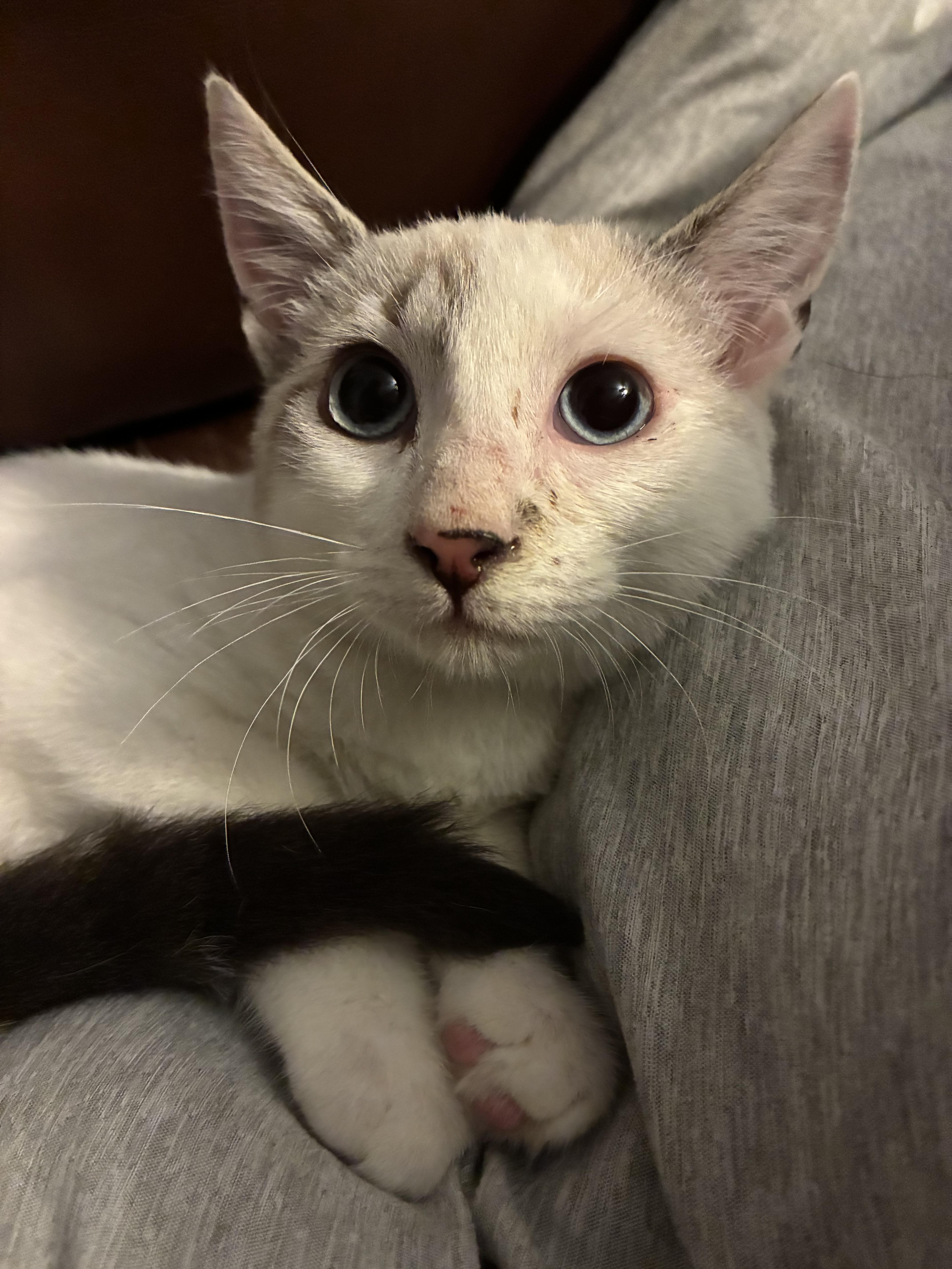 Ronan, an adopted Domestic Short Hair in Haines city, FL image 3/4