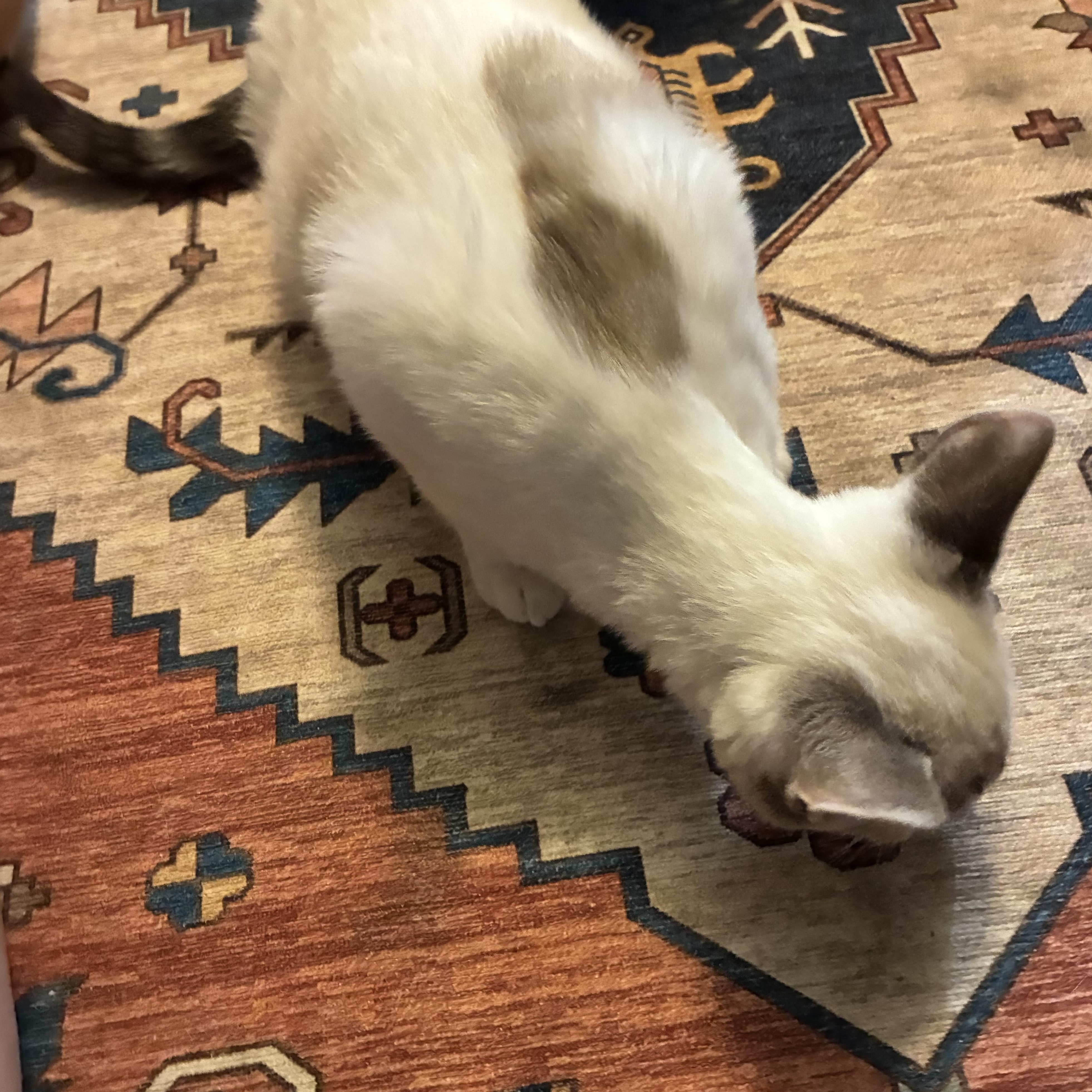 Ronan, an adopted Domestic Short Hair in Haines city, FL image 4/4