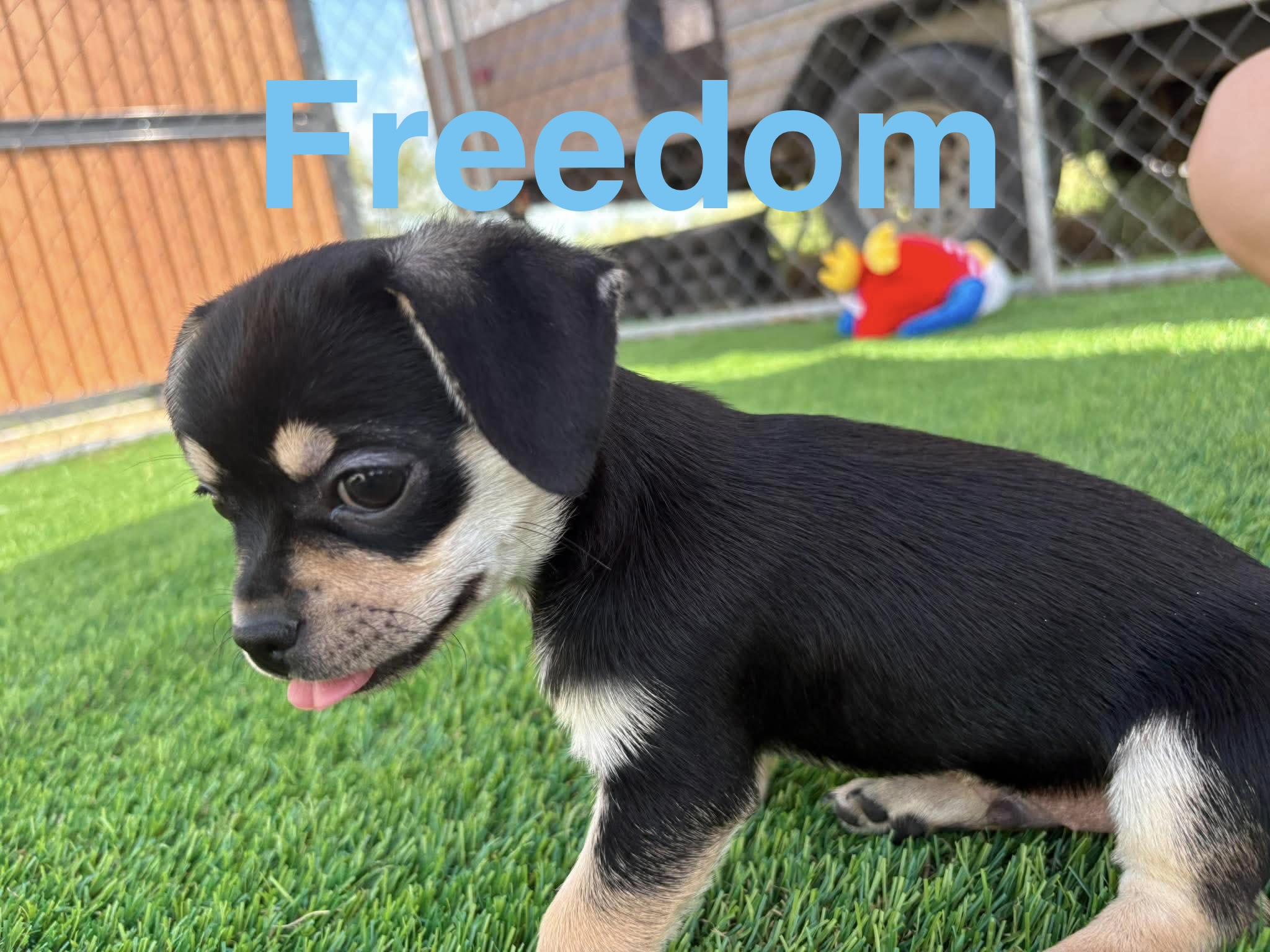 Freedom, Adoptable, Puppy Male Chug.