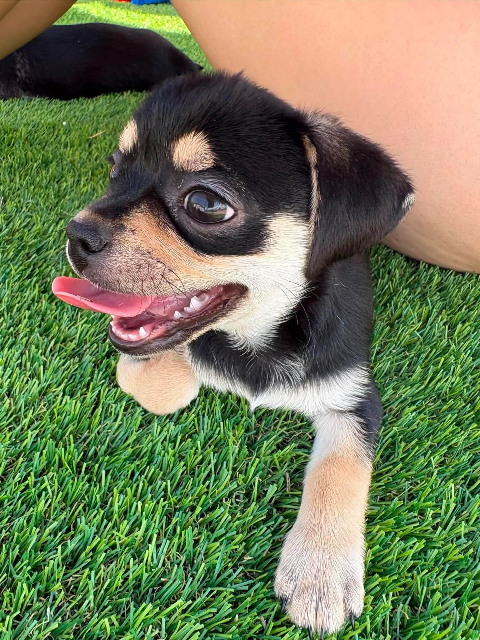 Enlarge Freedom, a Adoptable Chug in Sierra Vista, AZ image 2/3