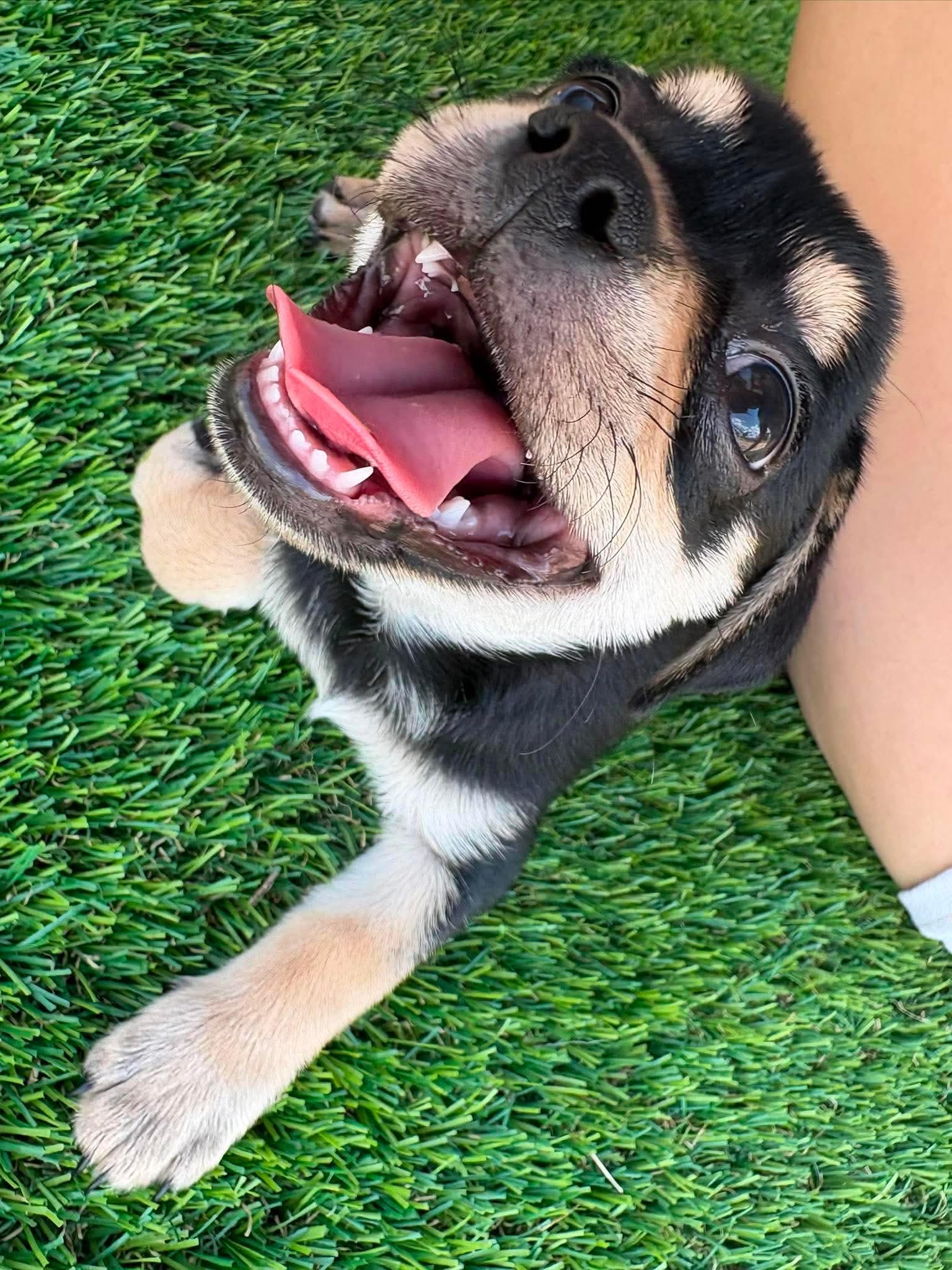 Enlarge Freedom, a Adoptable Chug in Sierra Vista, AZ image 3/3