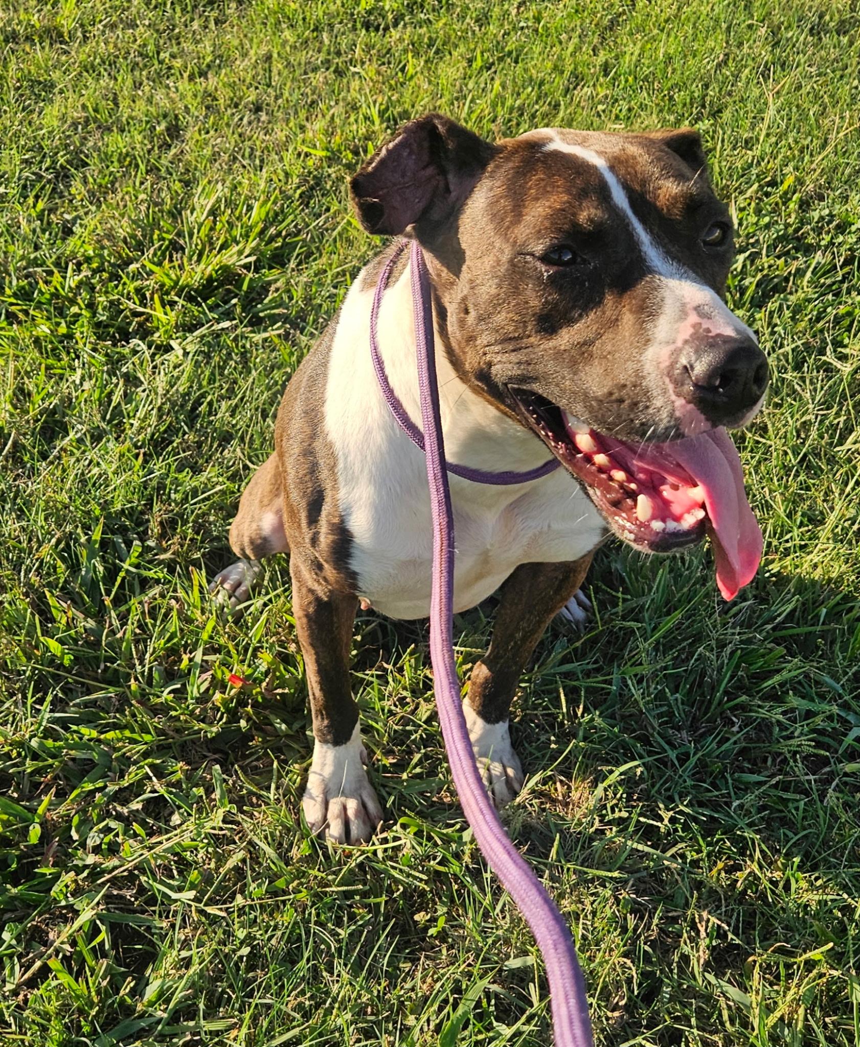 Enlarge Gidget, a Adoptable American Staffordshire Terrier in Petersburg, IN image 3/4