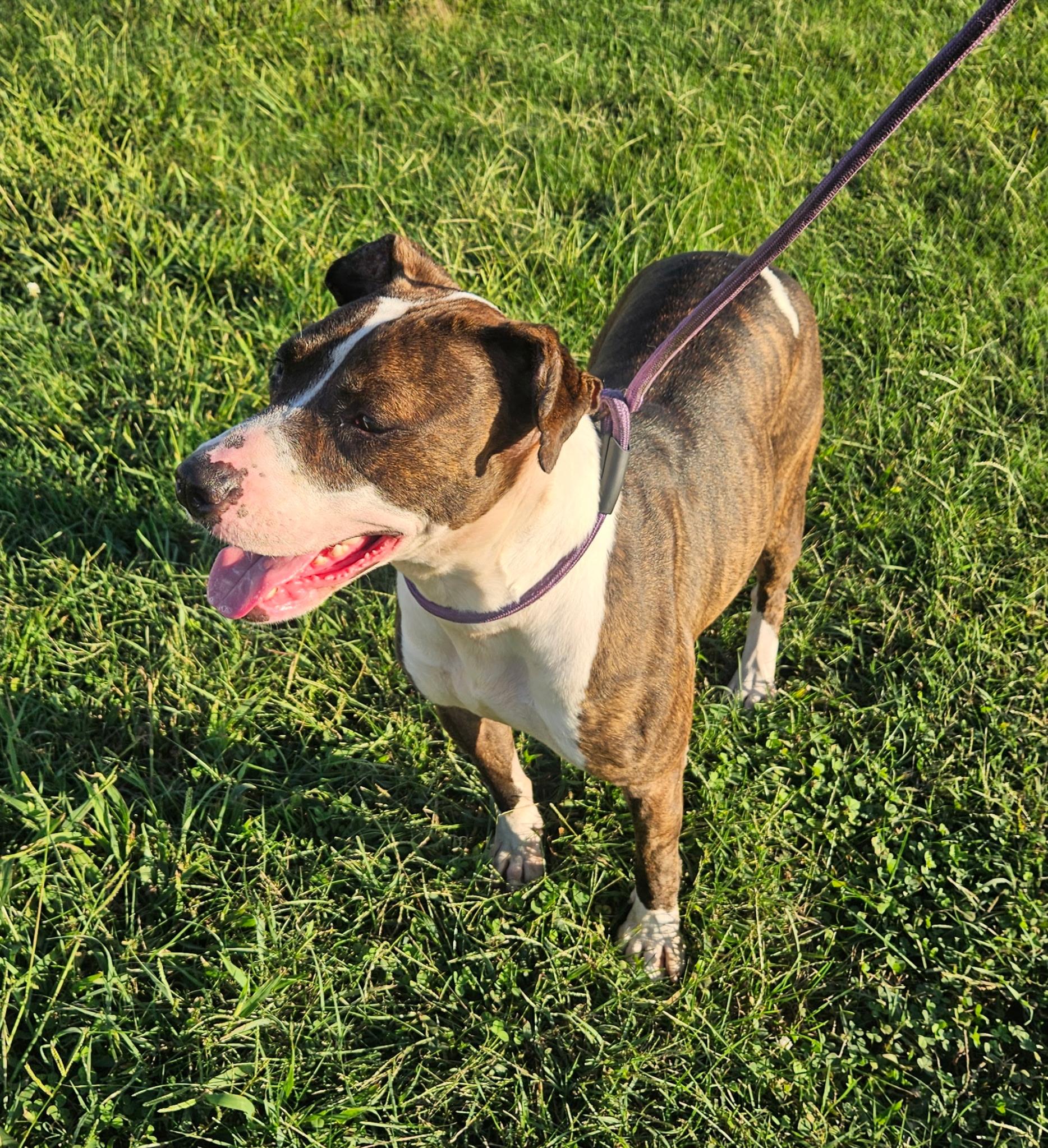 Enlarge Gidget, a Adoptable American Staffordshire Terrier in Petersburg, IN image 2/4