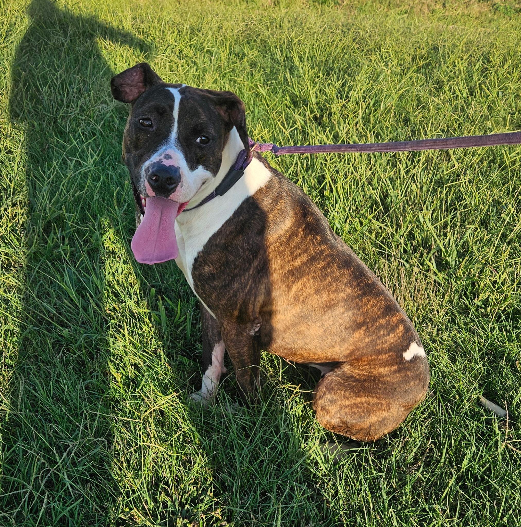 Gidget, Adoptable, Young Female American Staffordshire Terrier.