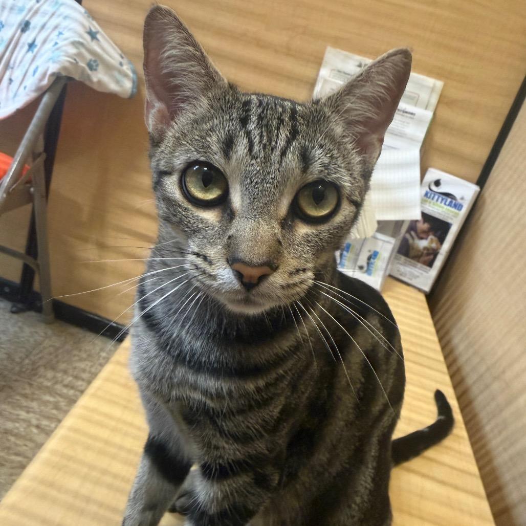 Betsy, Adoptable, Young Female Domestic Short Hair.