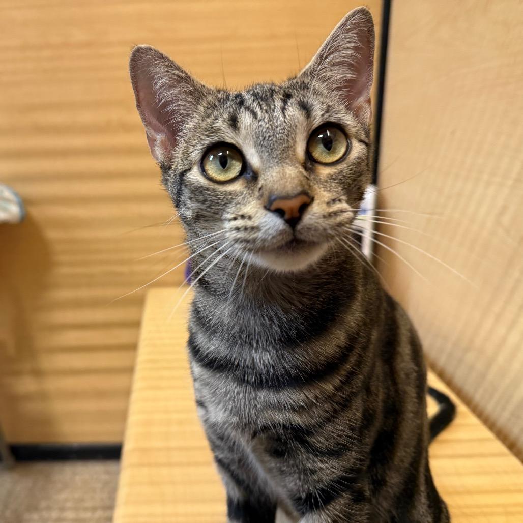 Enlarge Betsy, a Adoptable Domestic Short Hair in Desert Hot Springs, CA image 2/4