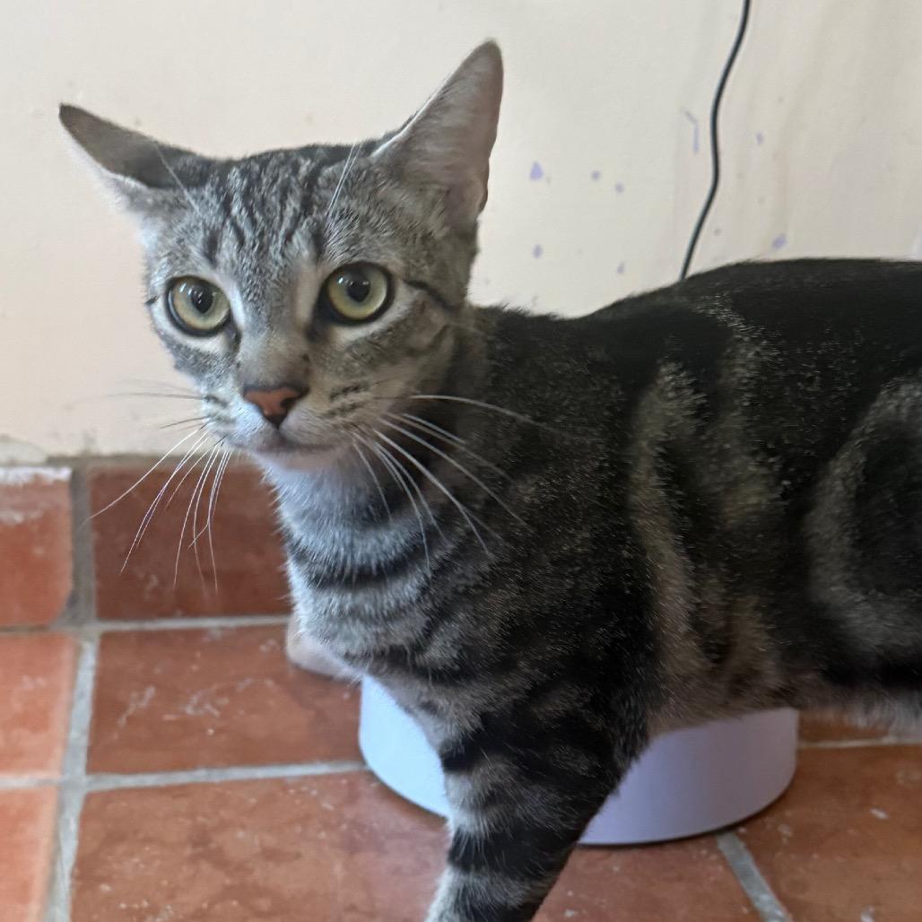 Enlarge Betsy, a Adoptable Domestic Short Hair in Desert Hot Springs, CA image 3/4