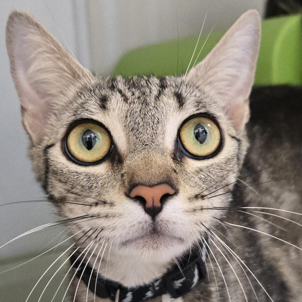Enlarge Betsy, a Adoptable Domestic Short Hair in Desert Hot Springs, CA image 4/4