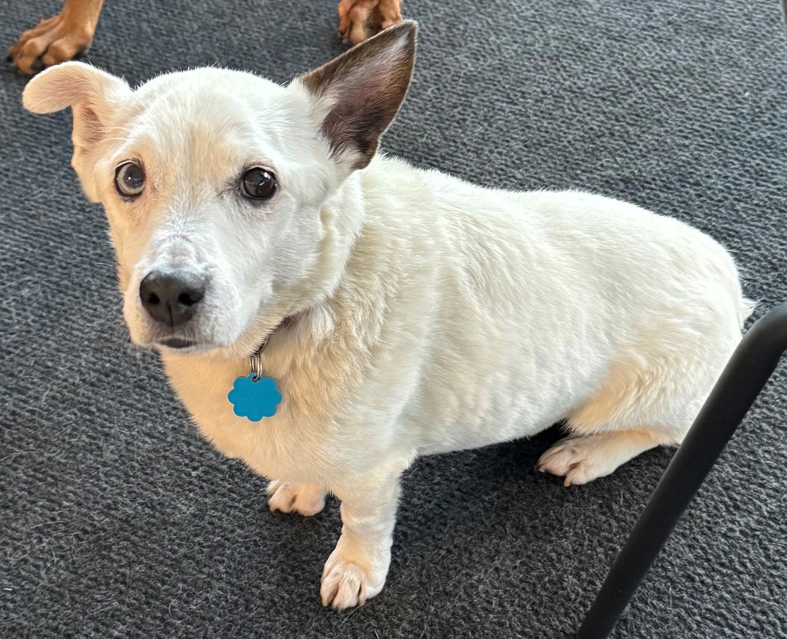 Enlarge Zoe, a Adoptable Jack Russell Terrier in Indianapolis, IN image 1/1