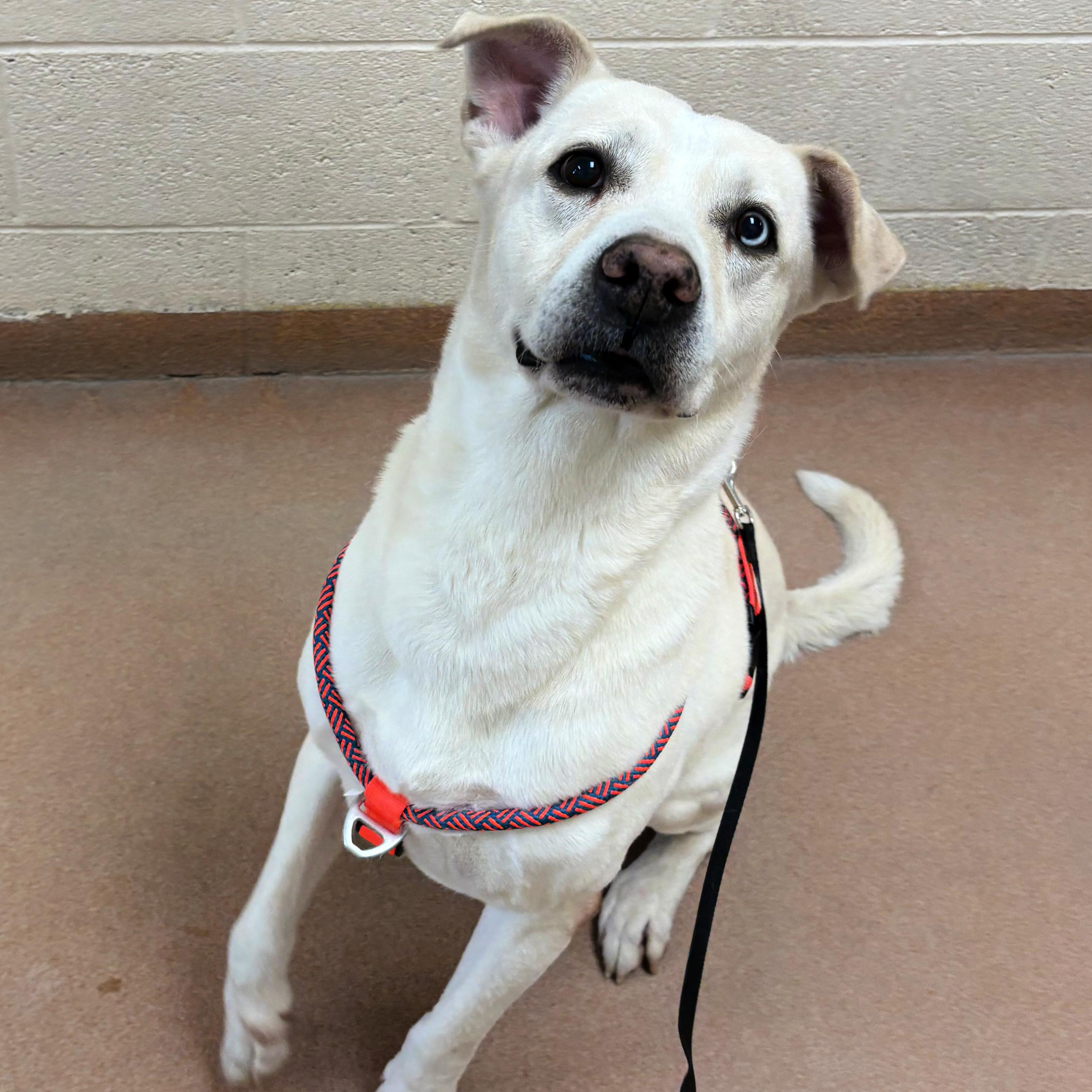 Enlarge Luca, a ADOPTABLE mixed breed in Lindon, UT image 5/6