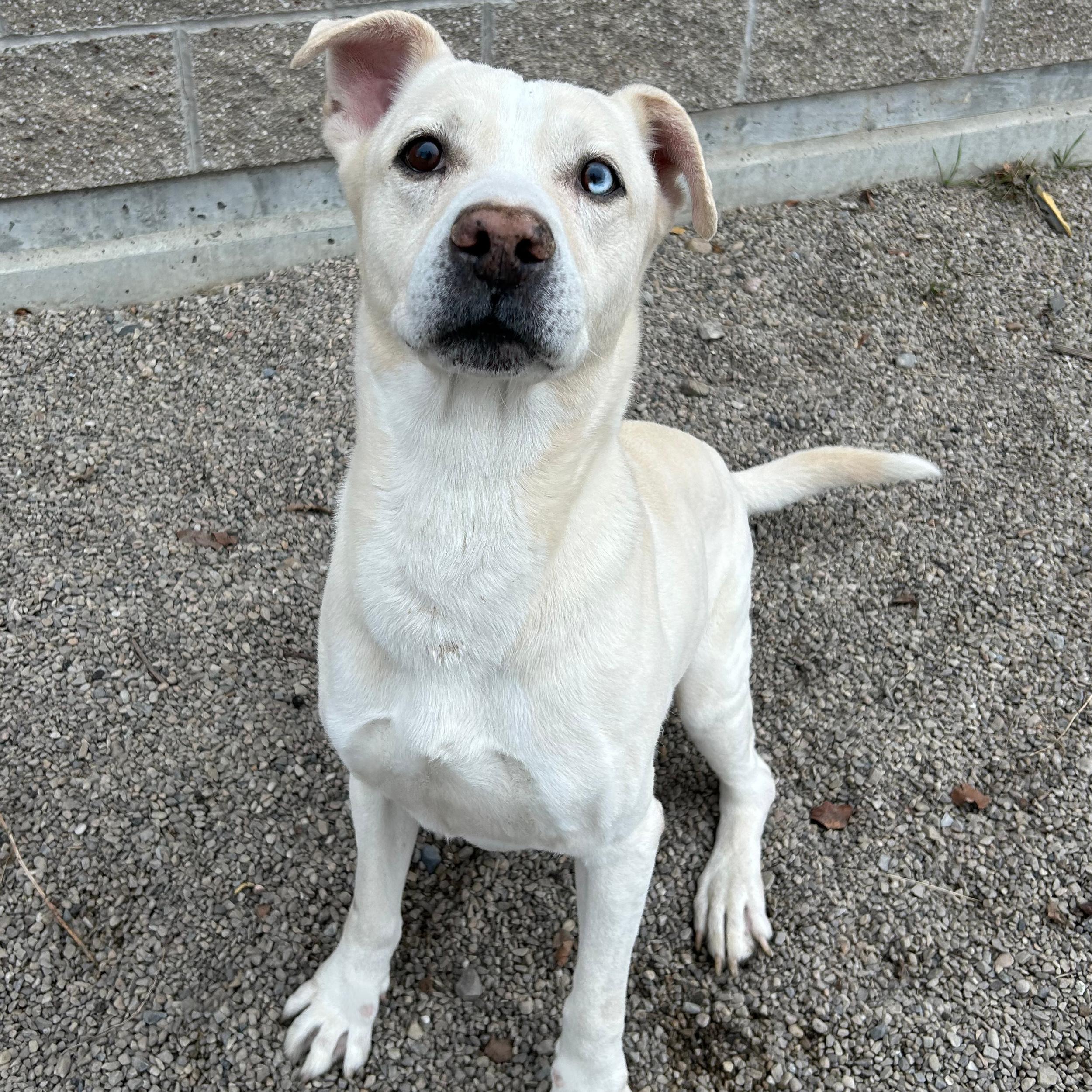 Luca, a ADOPTABLE mixed breed in Lindon, UT image 5/6