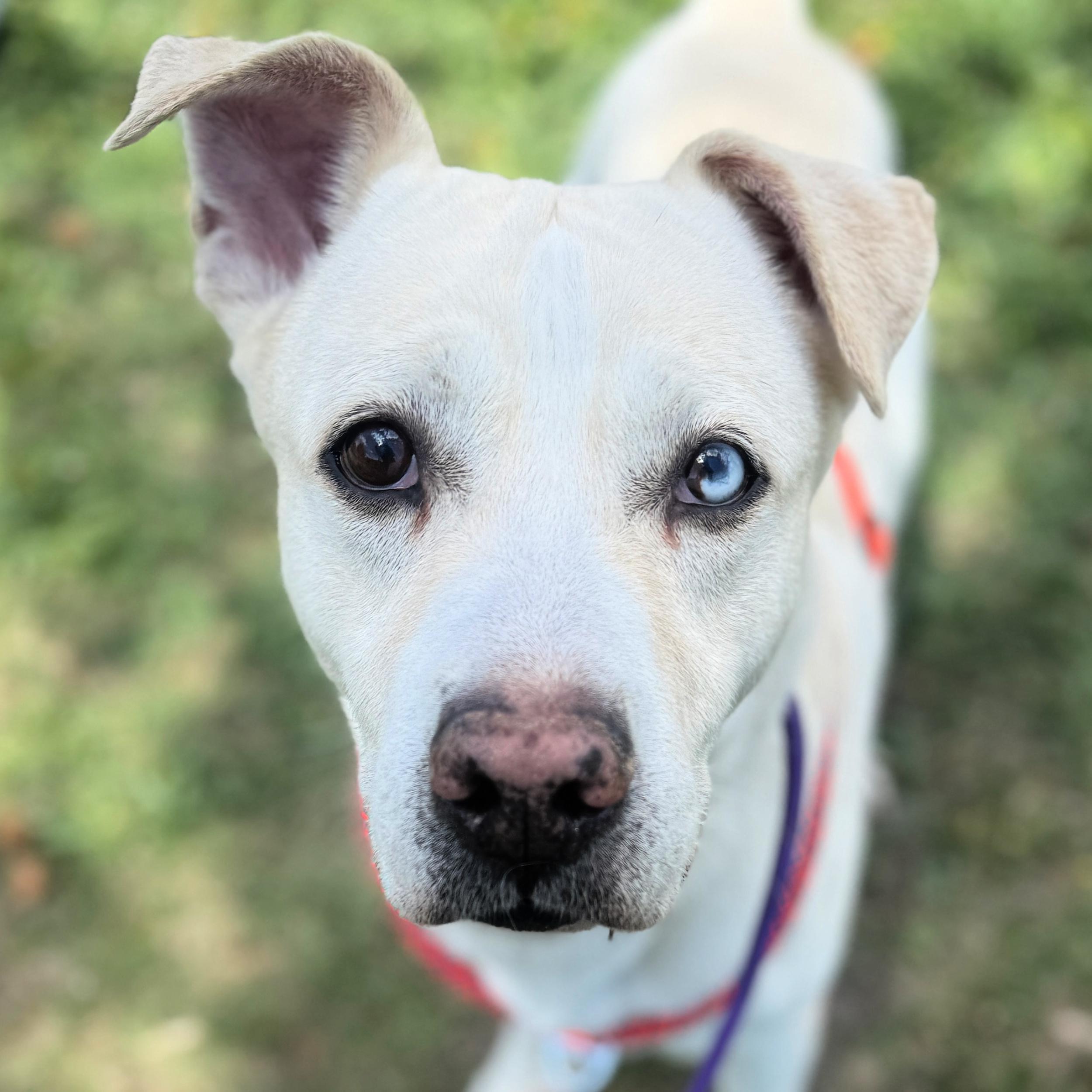 Enlarge Luca, a ADOPTABLE mixed breed in Lindon, UT image 6/6