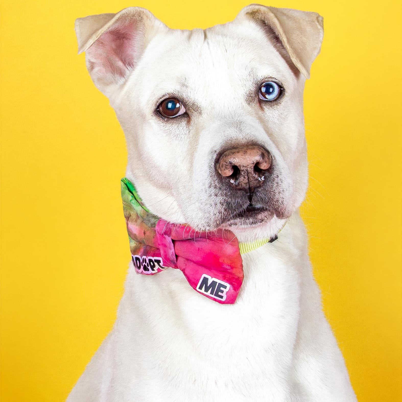 Enlarge Luca, a ADOPTABLE mixed breed in Lindon, UT image 1/6