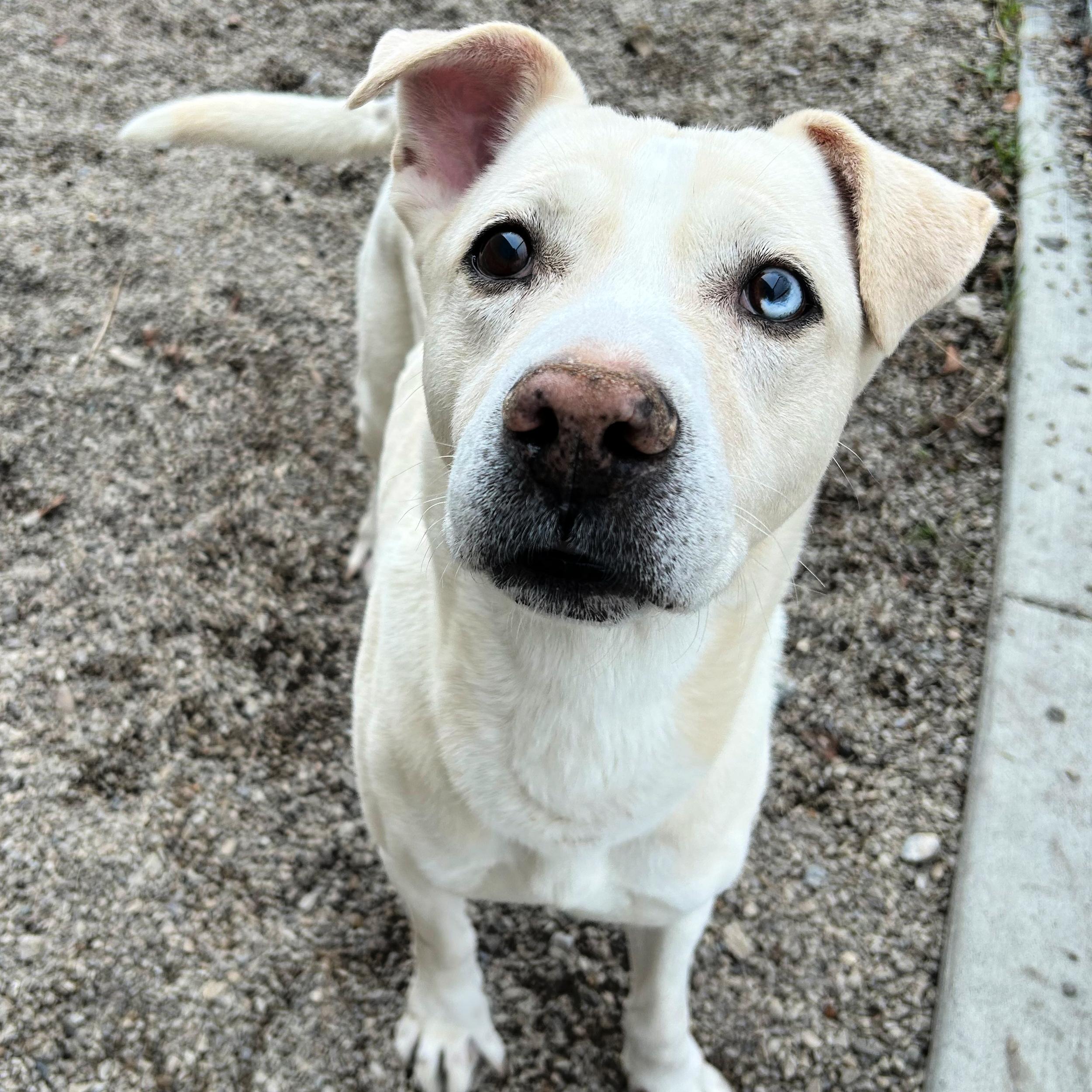 Luca, a ADOPTABLE mixed breed in Lindon, UT image 2/6