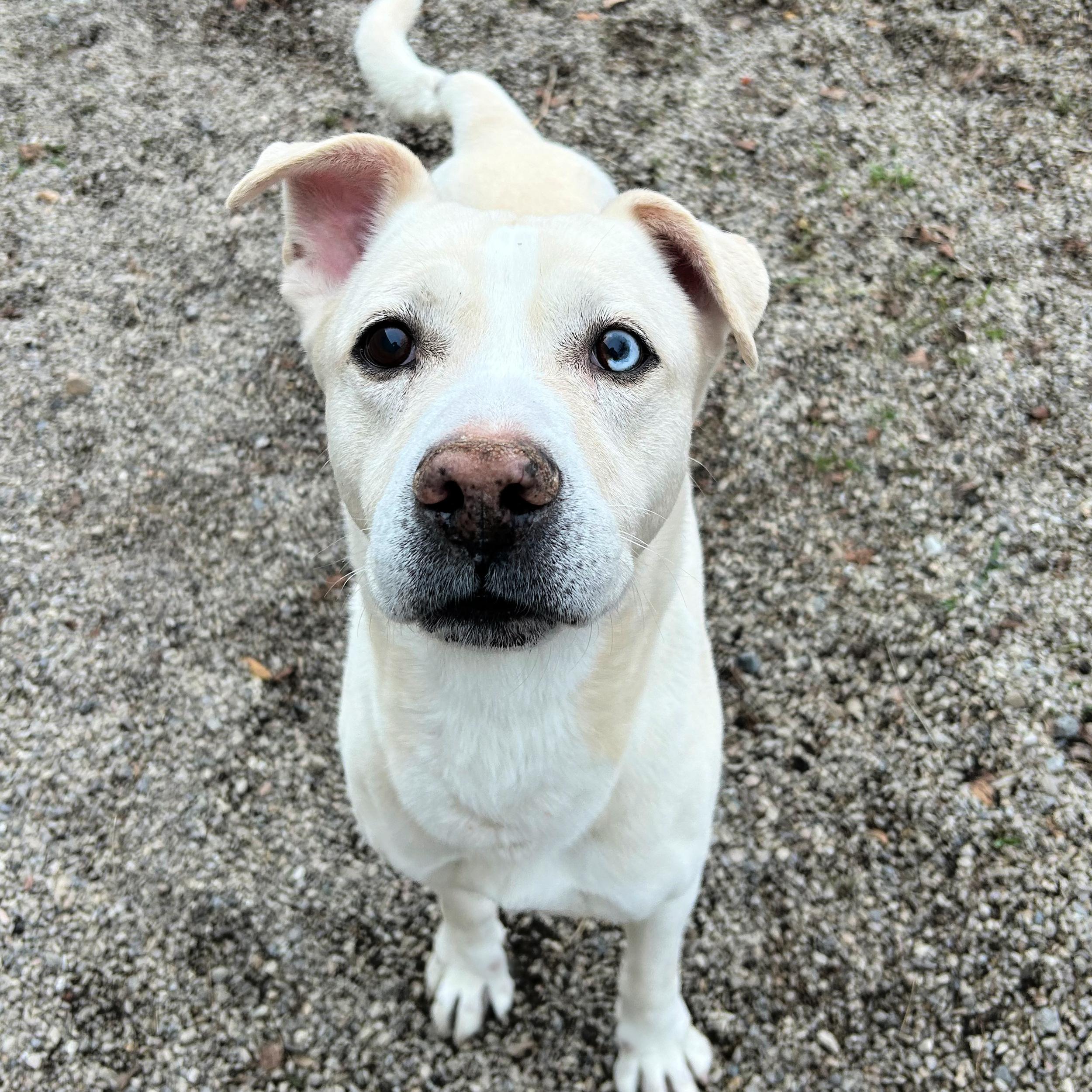 Luca, a ADOPTABLE mixed breed in Lindon, UT image 6/6